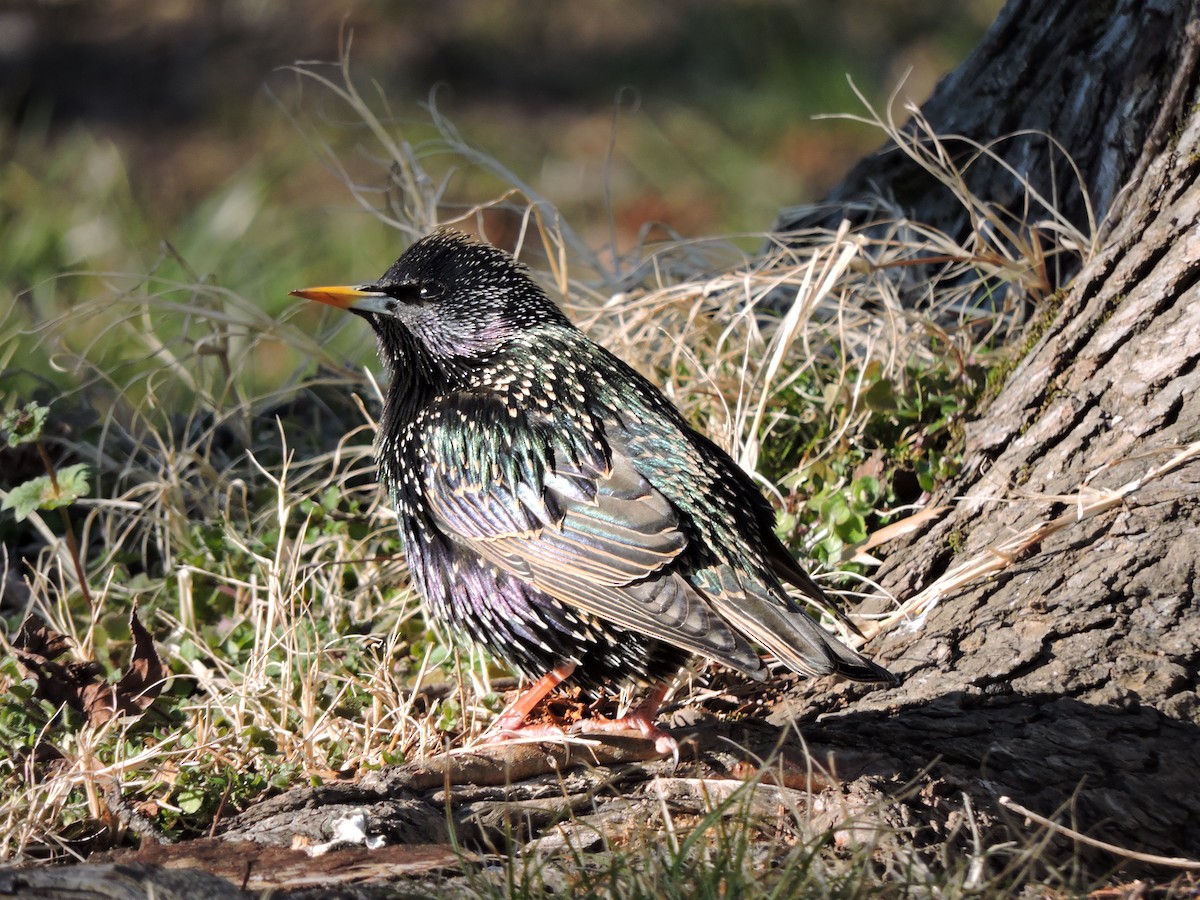 European Starling - S. K.  Jones