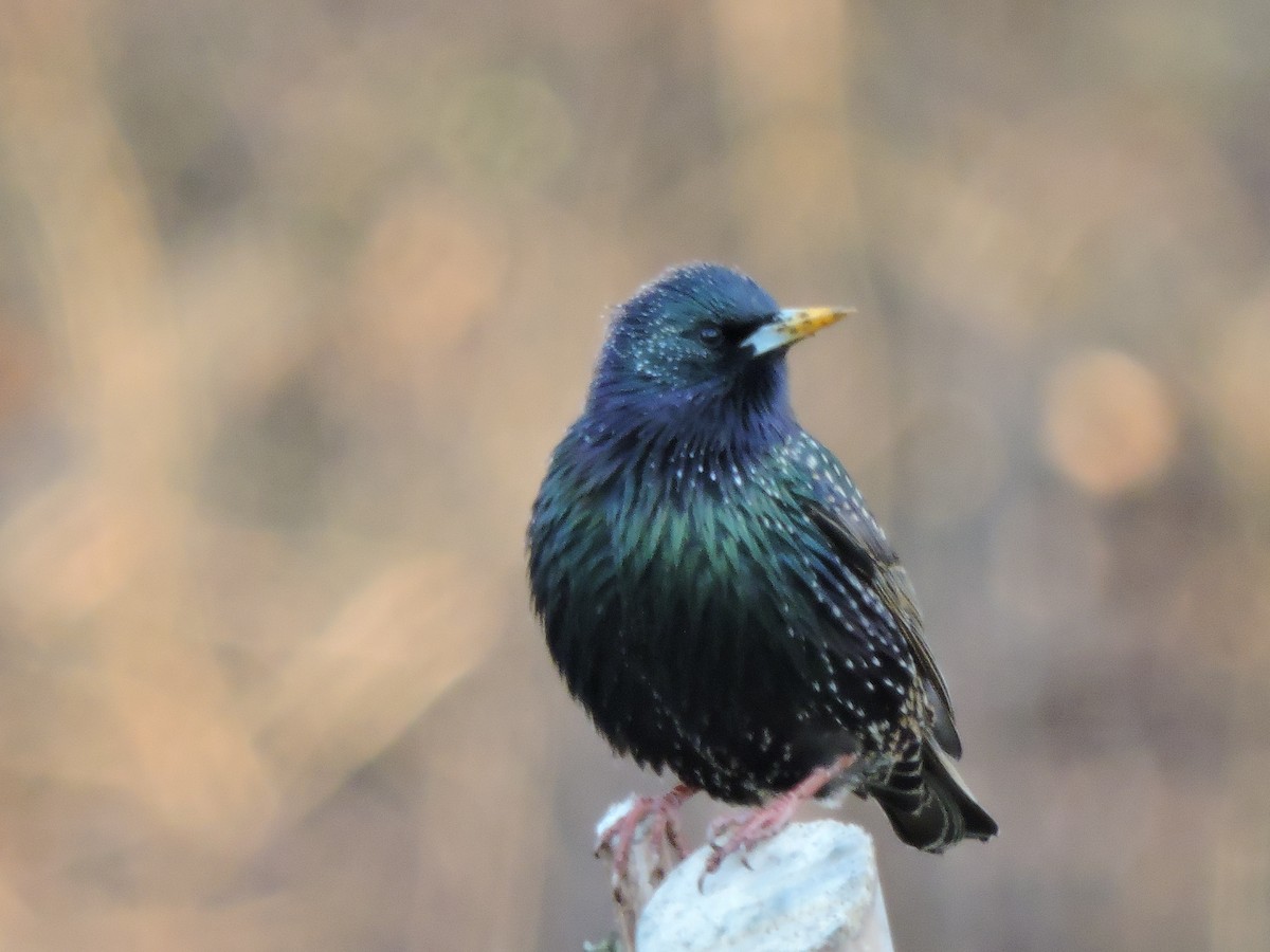 European Starling - S. K.  Jones