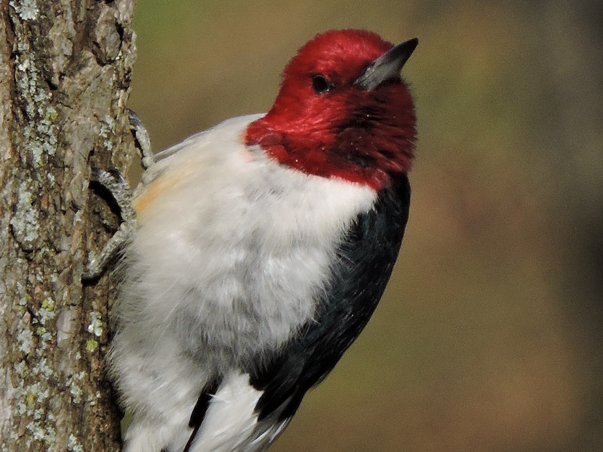 Red-headed Woodpecker - S. K.  Jones