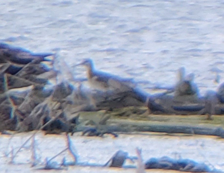 Wilson's Phalarope - ML252175111