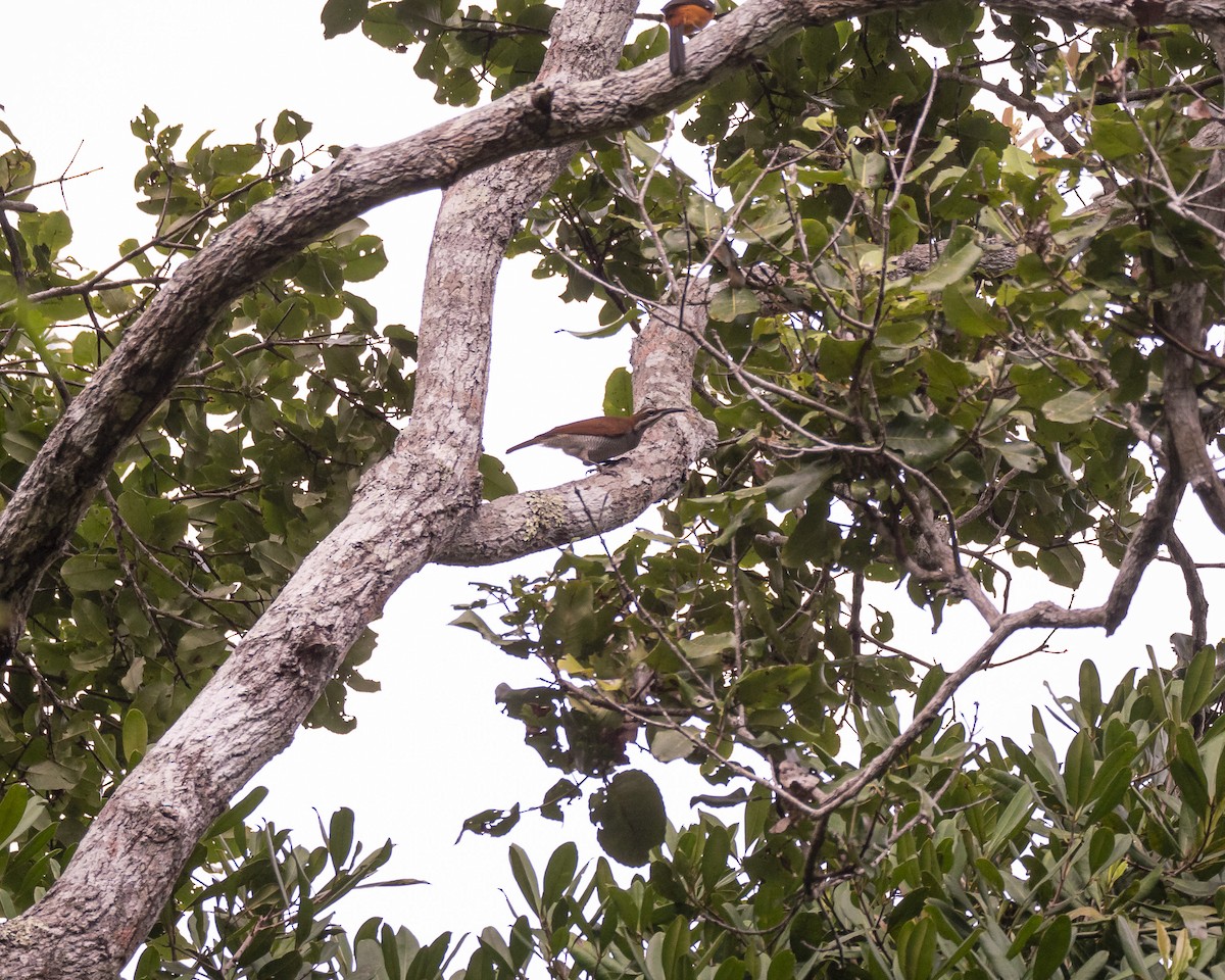 Growling Riflebird - David Howe & Rosanne Dawson