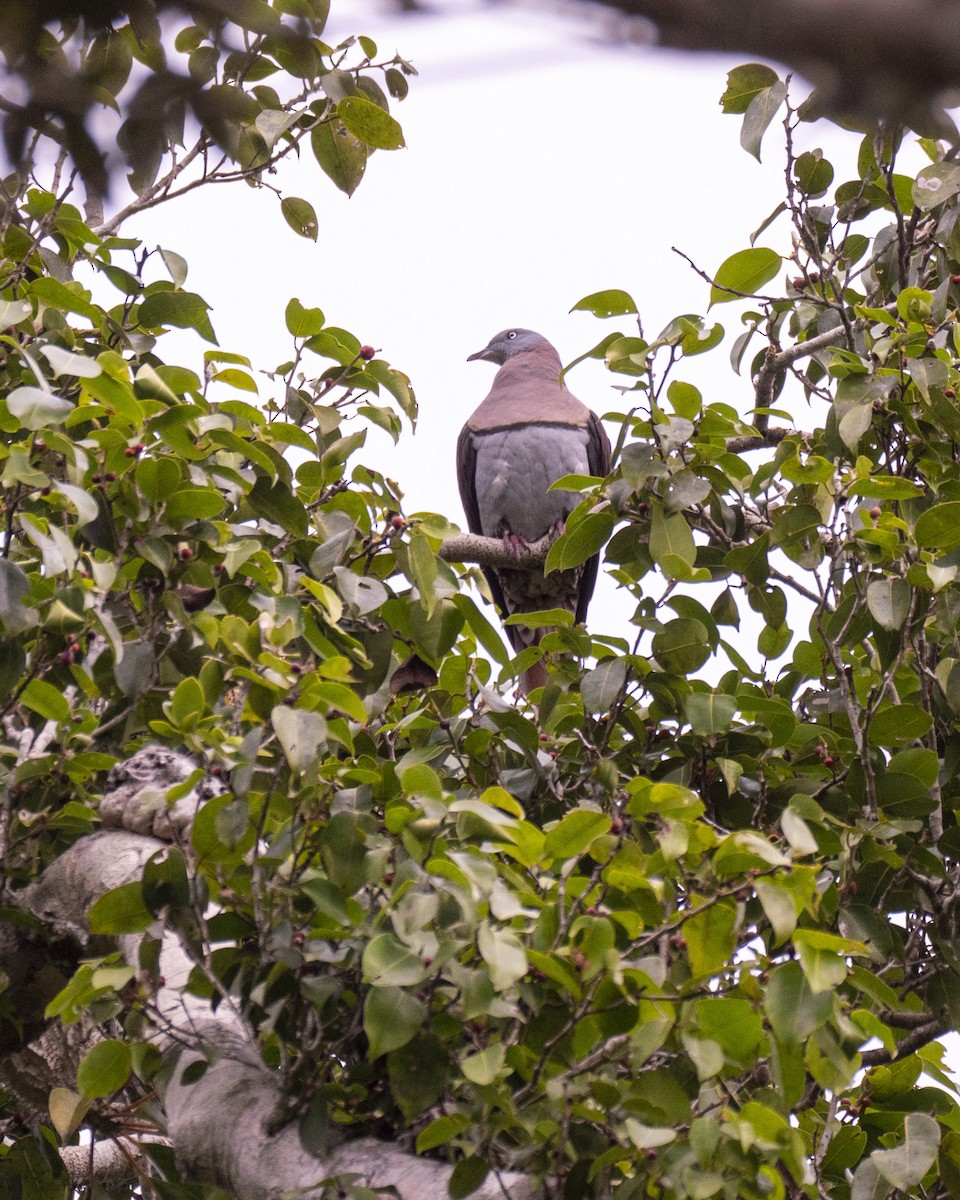 Zoe's Imperial-Pigeon - ML252176491