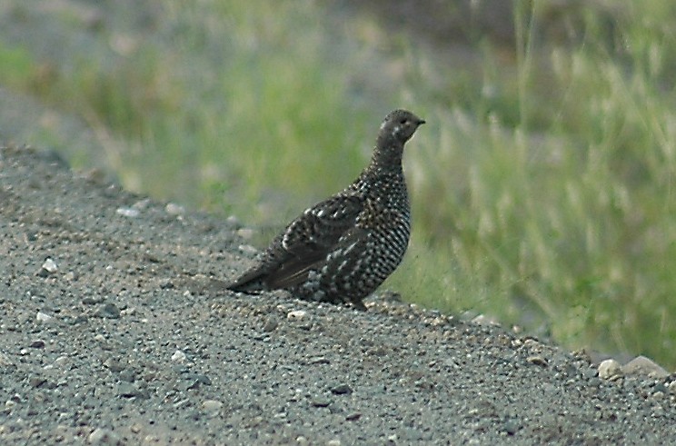 Spruce Grouse - ML252176531