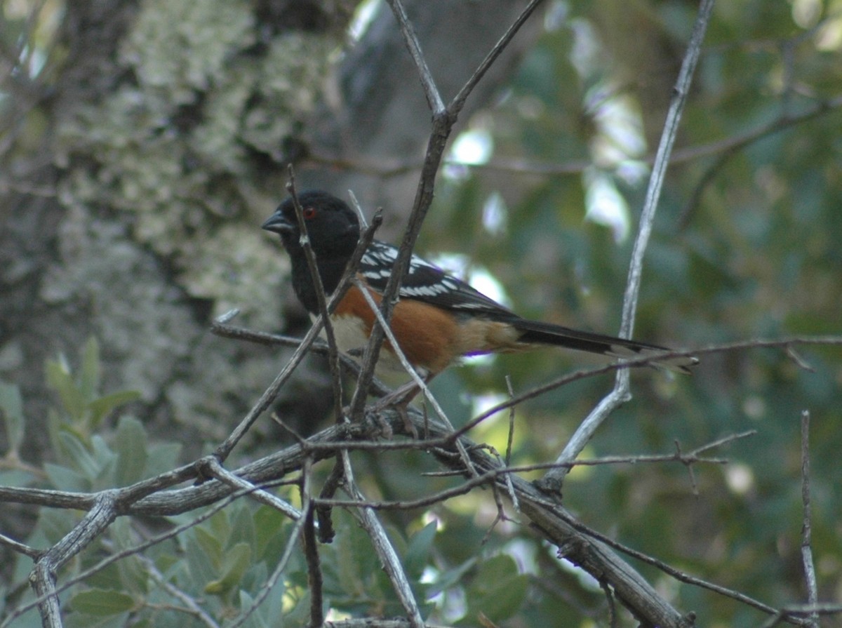 Spotted Towhee - ML252178651