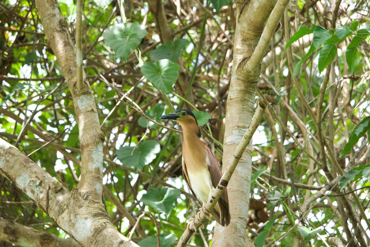 Nankeen Night Heron - ML252181041