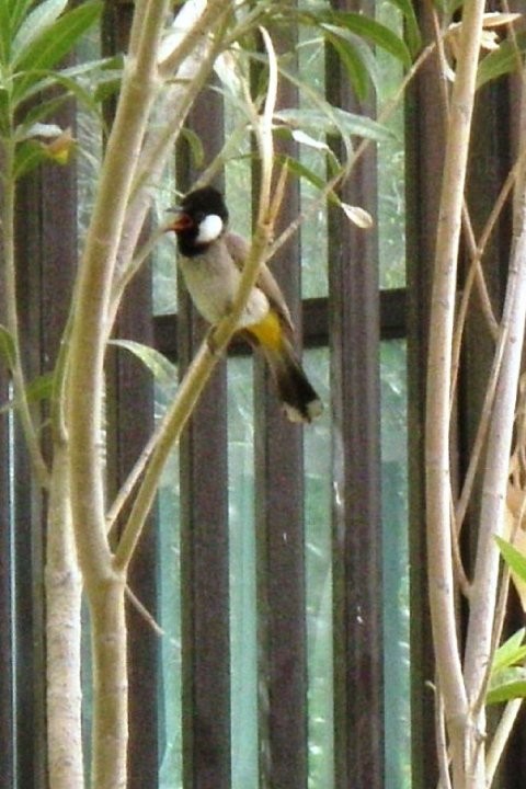 White-eared Bulbul - ML252181141