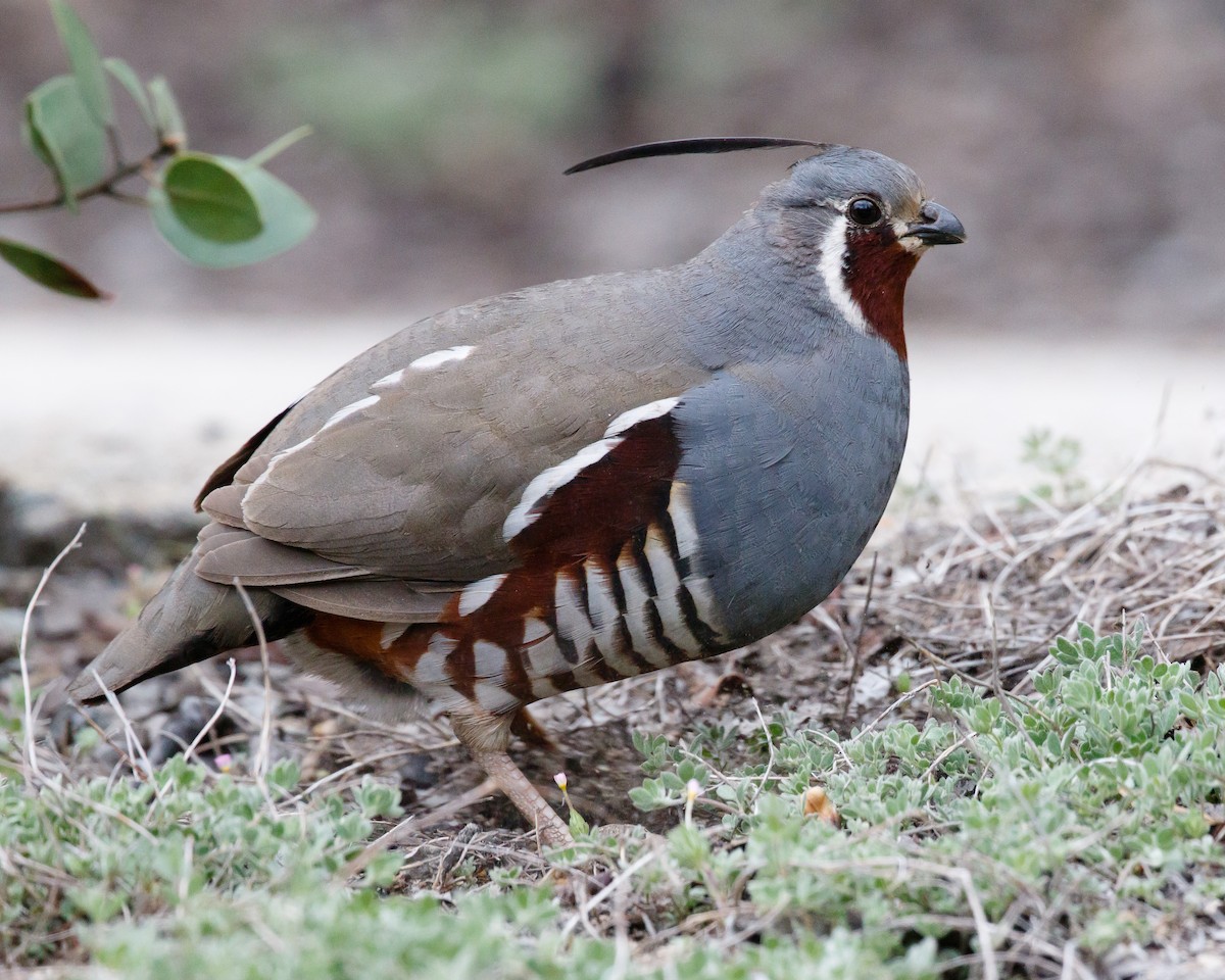 Mountain Quail - Jeff Stacey