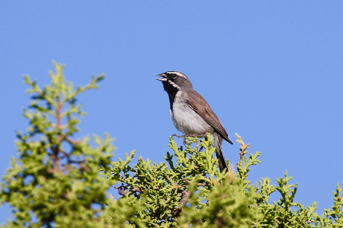 Black-throated Sparrow - Eric Gustafson