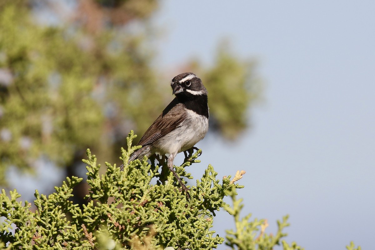 Black-throated Sparrow - Eric Gustafson