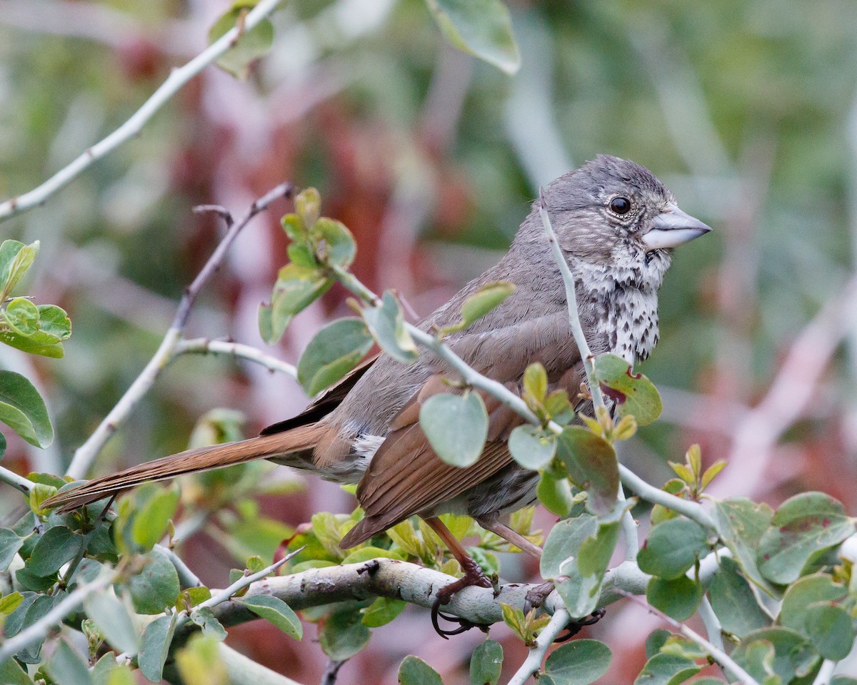 Fox Sparrow (Thick-billed) - ML25218281