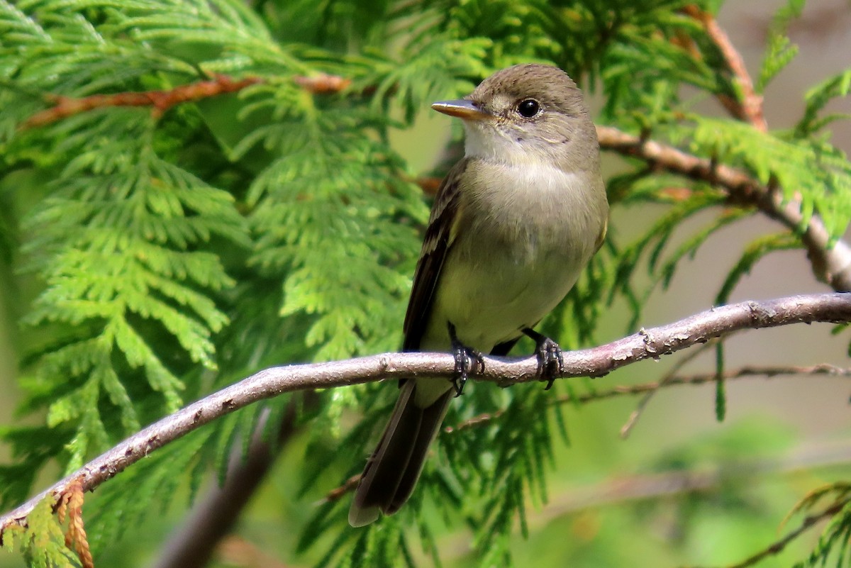 Willow Flycatcher - ML252183051