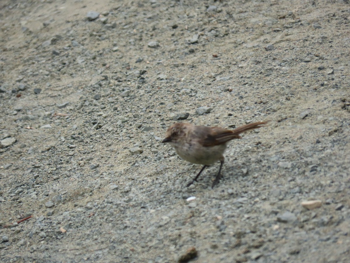 Bushtit (Pacific) - ML252183361