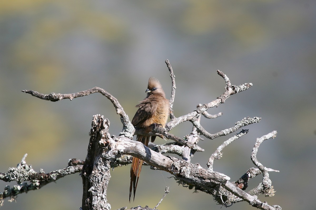 Speckled Mousebird - Bruce Robinson