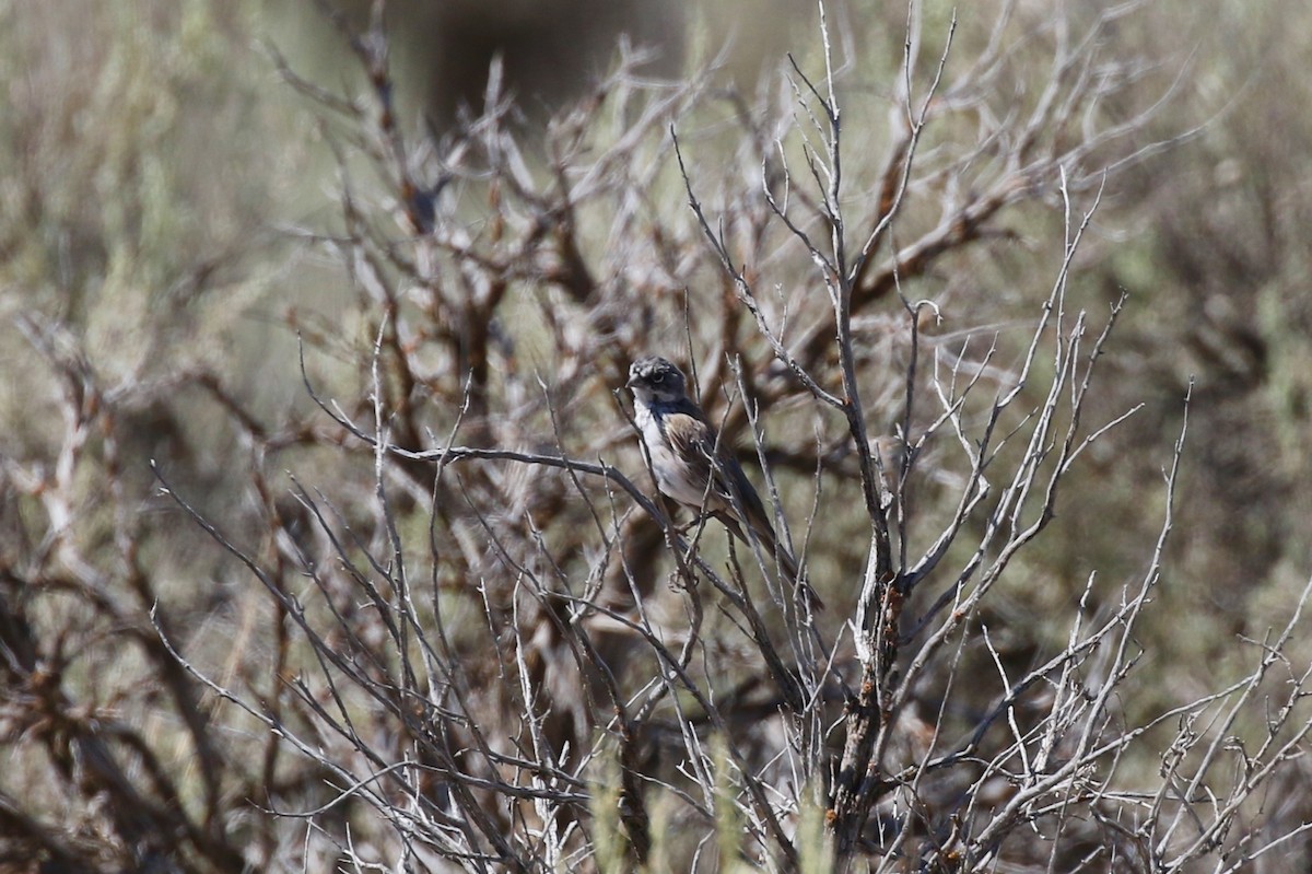 Sagebrush Sparrow - ML252183881