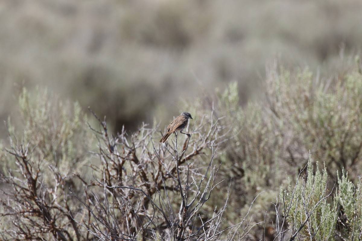 Sagebrush Sparrow - ML252183901