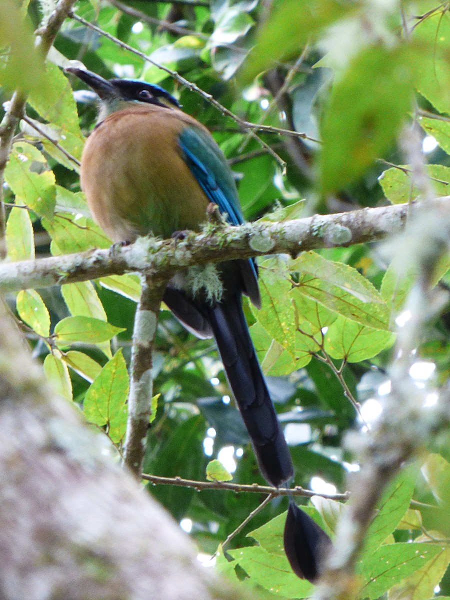 Lesson's Motmot - ML252185291