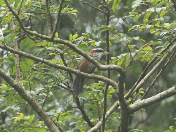 Taiwan Scimitar-Babbler - Qiang Zeng