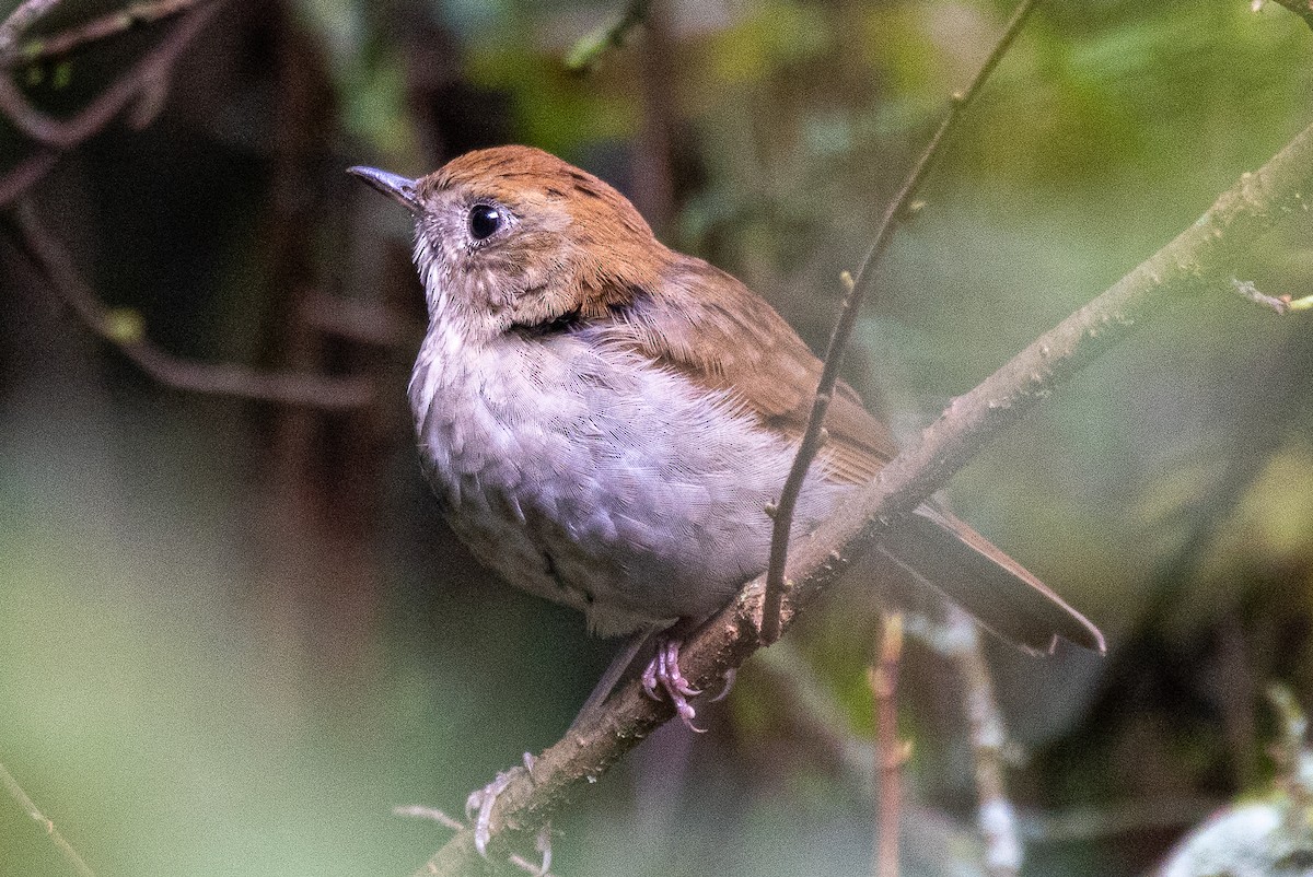 Russet Nightingale-Thrush - ML252190871