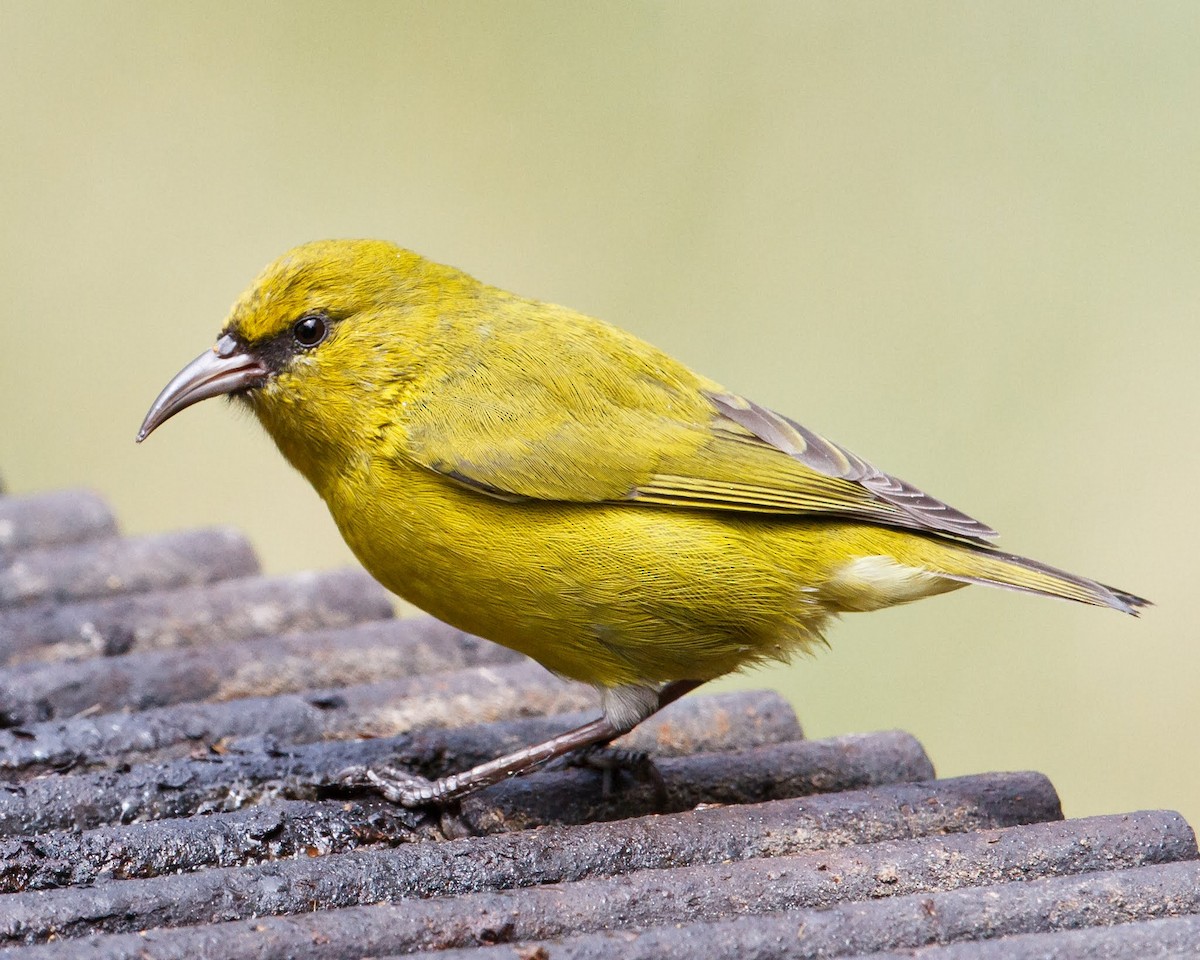 Hawaii Amakihi - Jeff Stacey