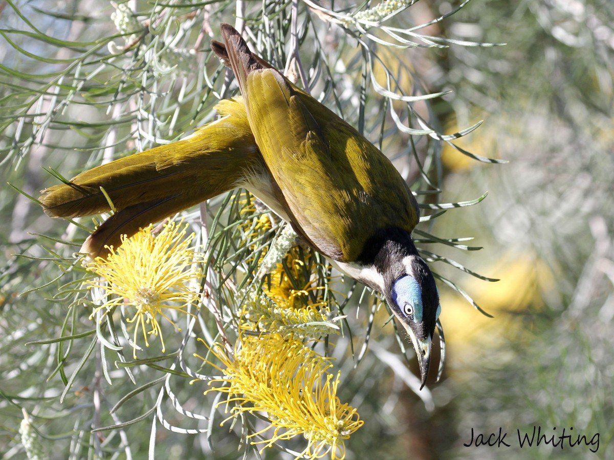 Blue-faced Honeyeater - ML252192731