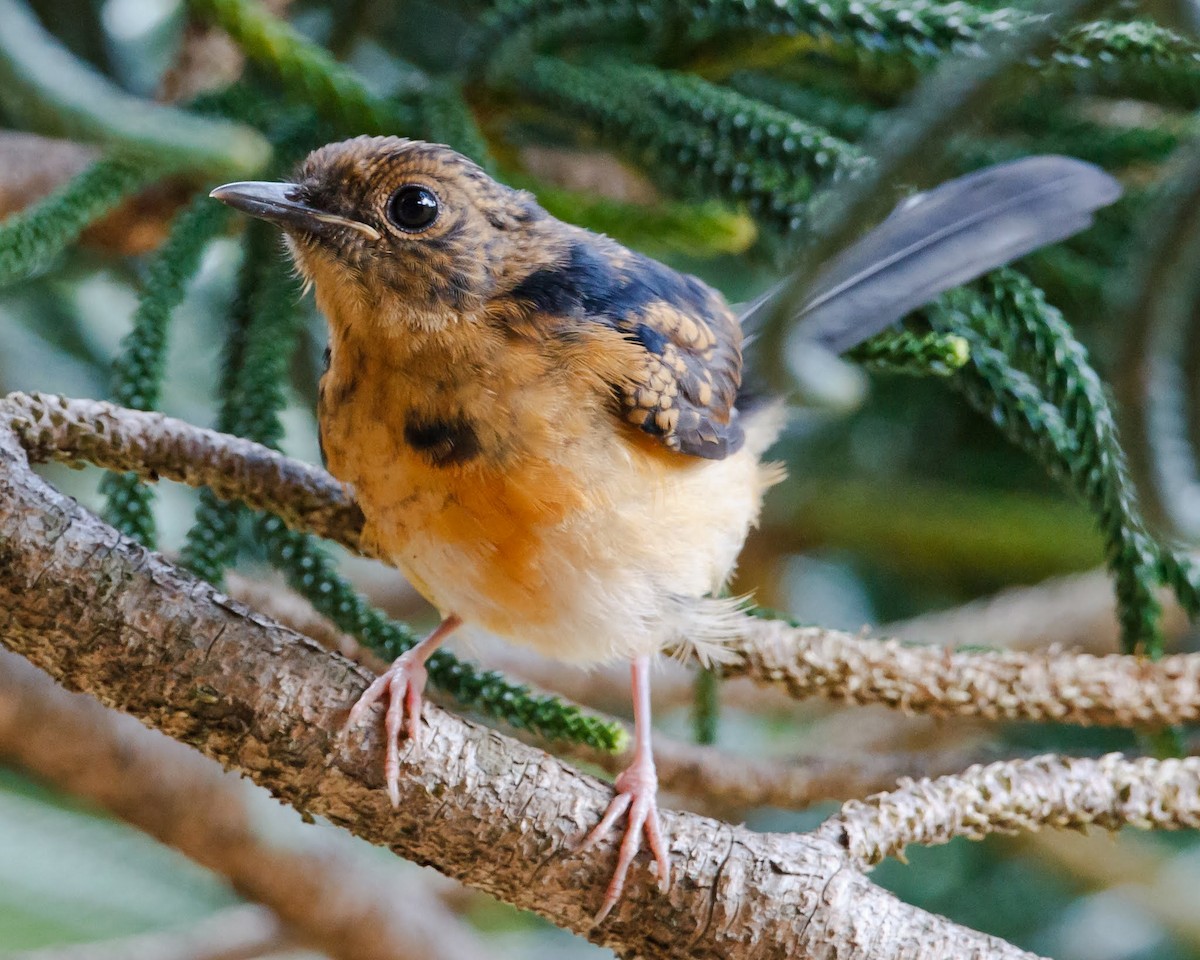 White-rumped Shama - Jeff Stacey