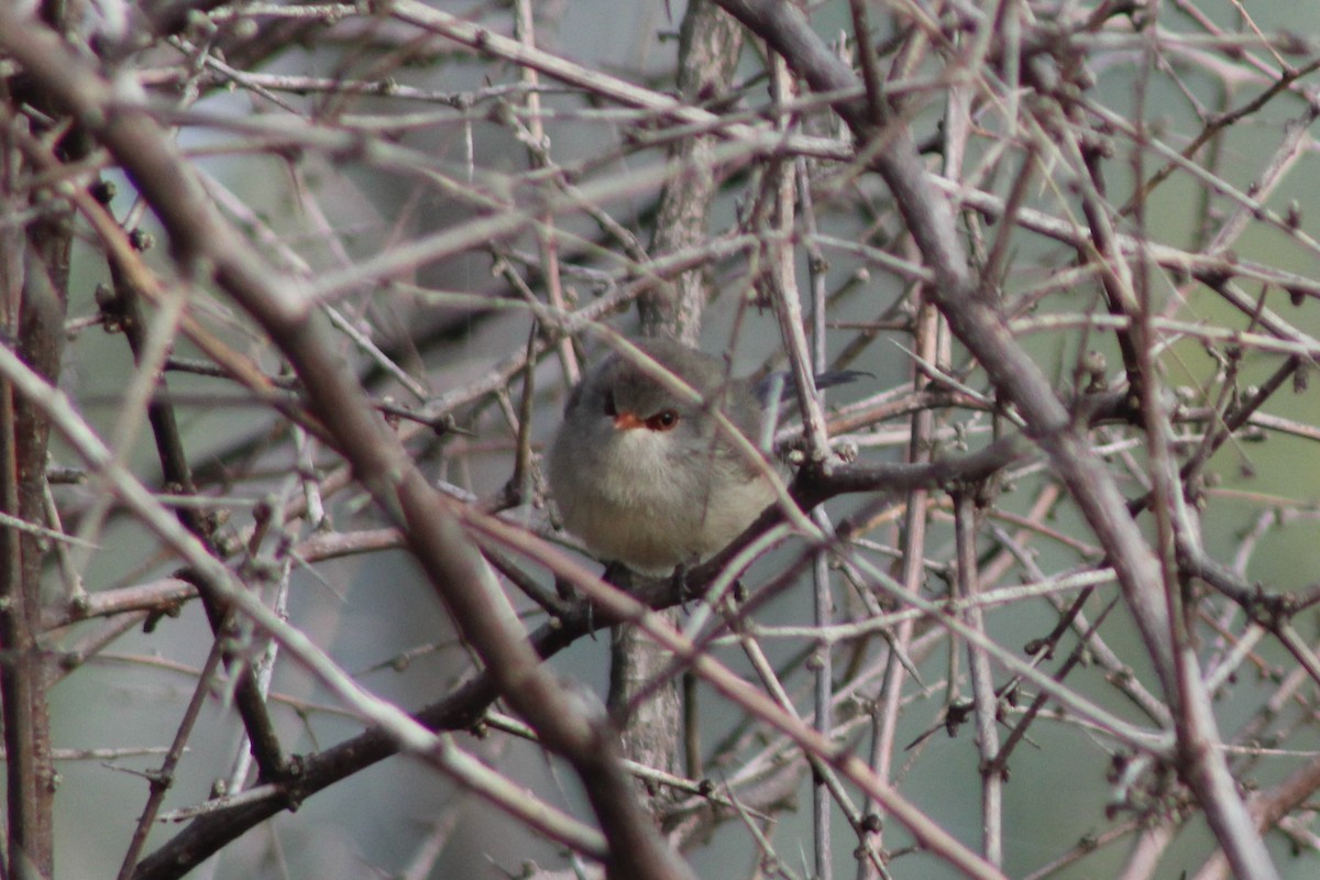 Purple-backed Fairywren (Purple-backed) - ML252193481