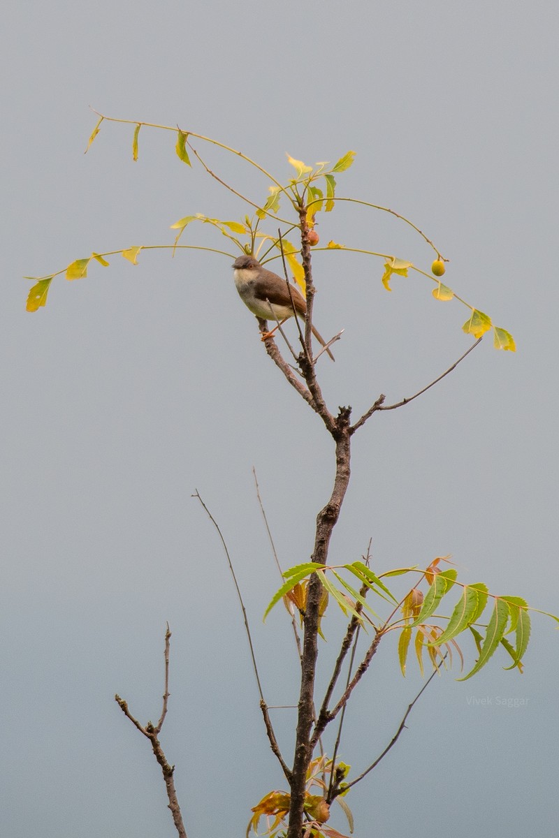 Gray-breasted Prinia - Vivek Saggar