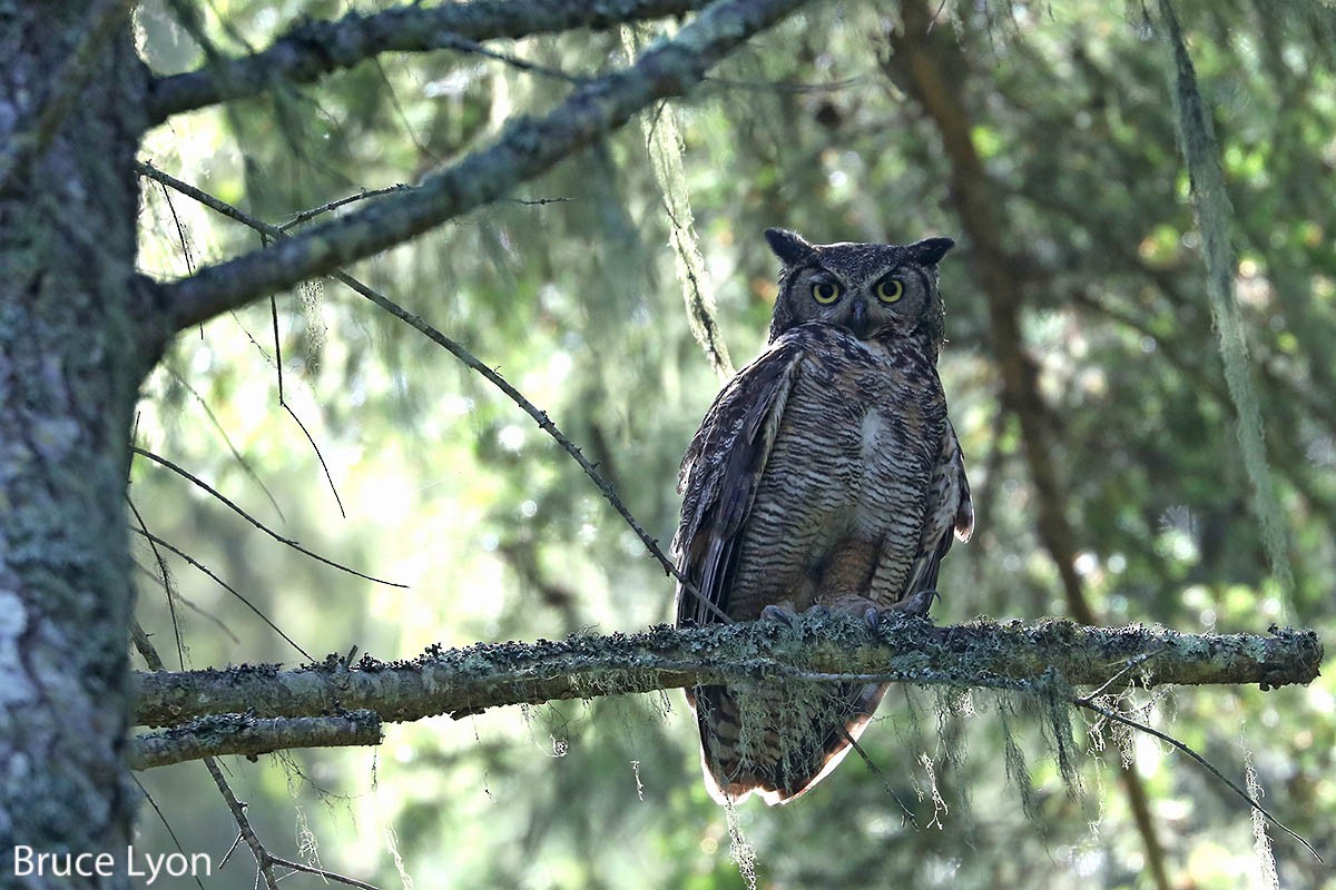 Great Horned Owl - Bruce Lyon