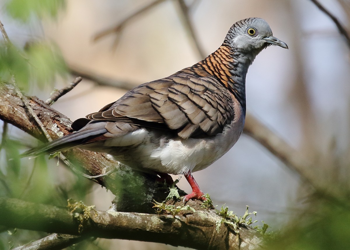 Bar-shouldered Dove - ML252195351