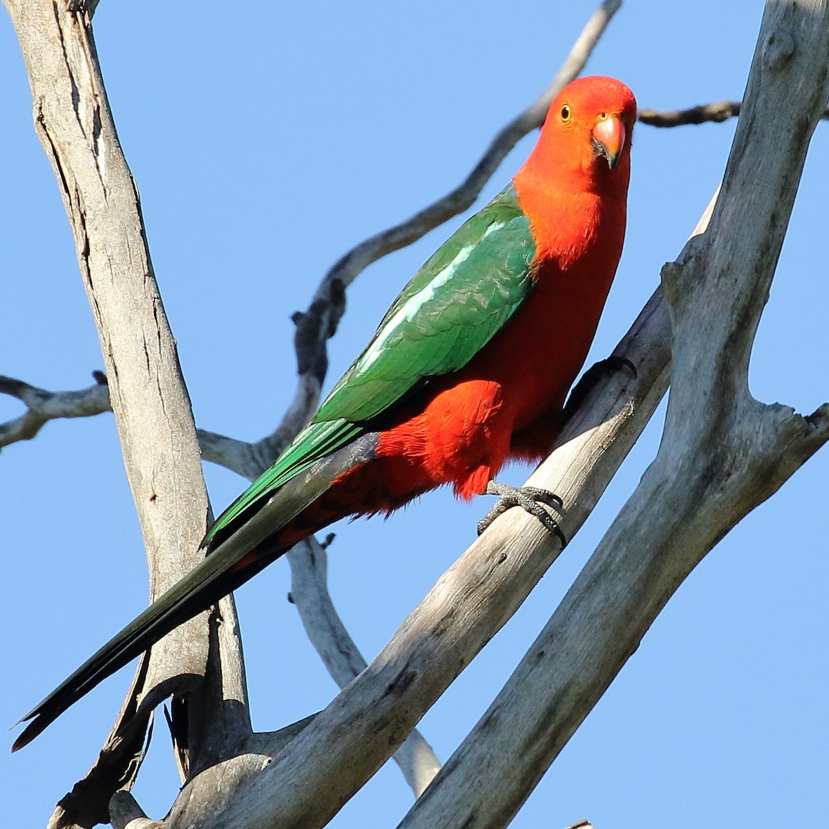 Australian King-Parrot - ML252195401