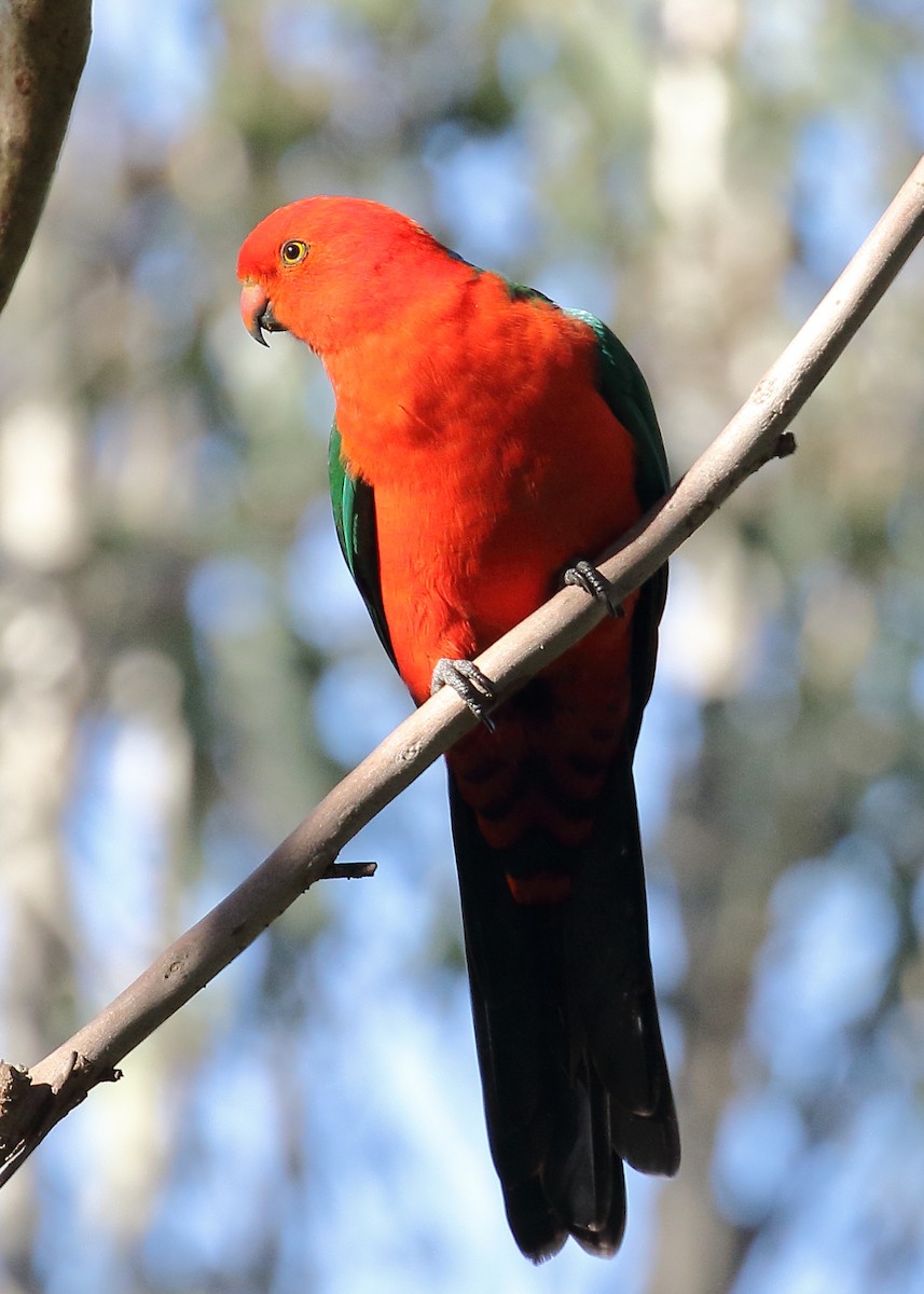 Australian King-Parrot - ML252195411