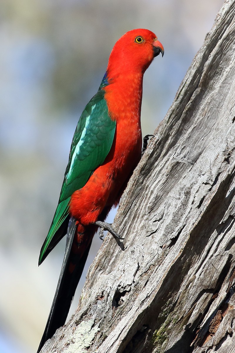 Australian King-Parrot - ML252195451