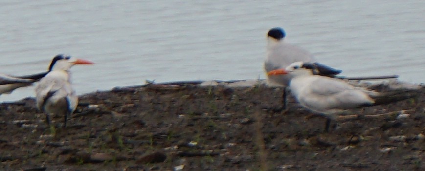 Royal Tern - Joyce Marie Stewart