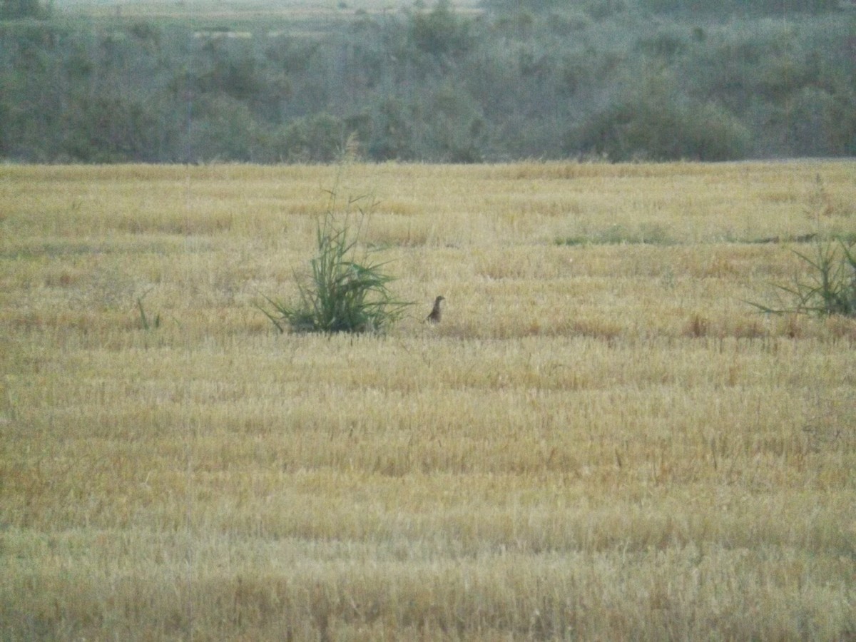 Ring-necked Pheasant - Casandra Yuliana  Dimas Granillo