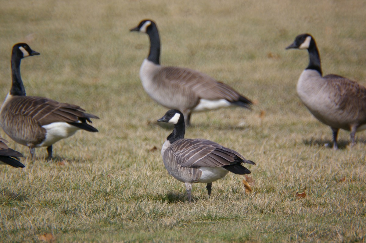 Cackling Goose - ML25220081