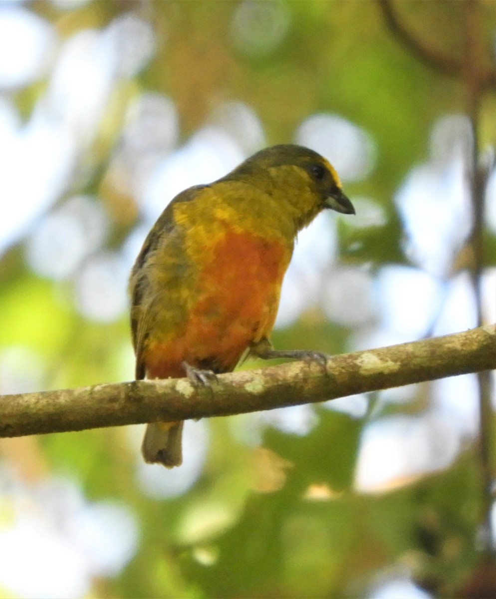 Olive-backed Euphonia - ML252200831