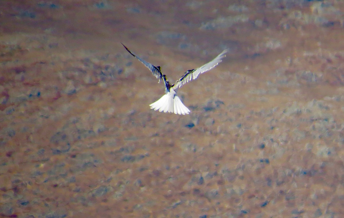 White-tailed Kite - ML252201551