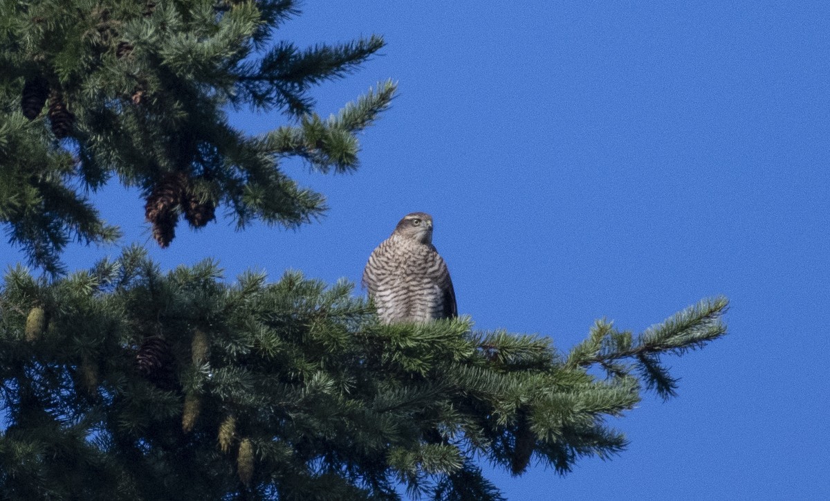 Eurasian Sparrowhawk - Ed Stubbs