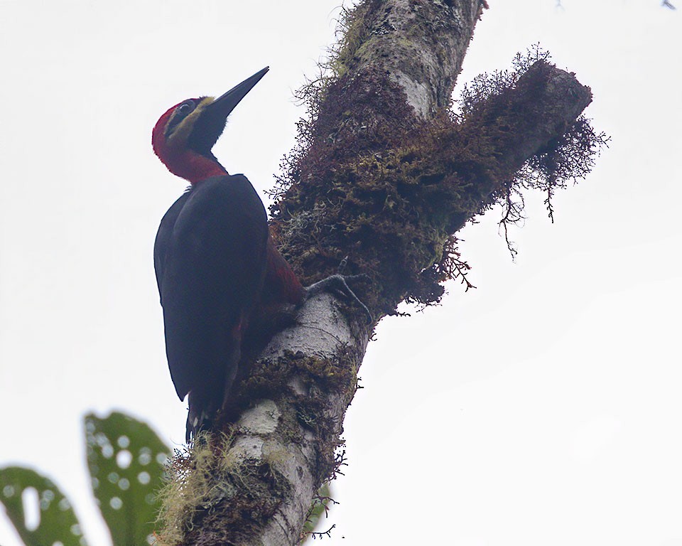 Crimson-bellied Woodpecker - ML252205611