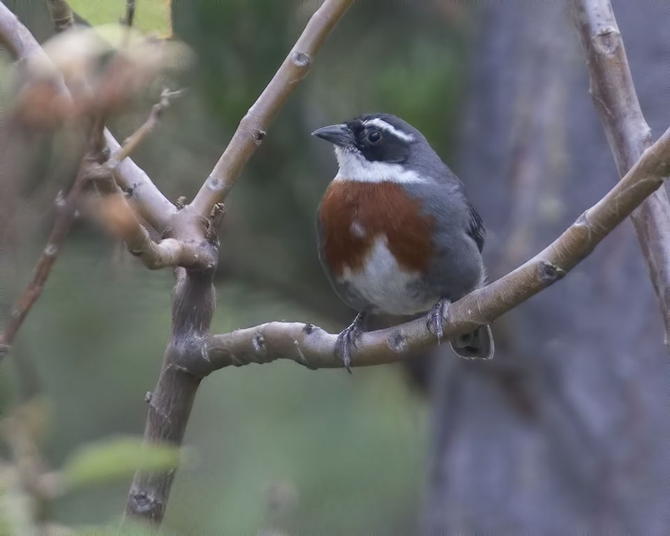 Chestnut-breasted Mountain Finch - Mick Greene
