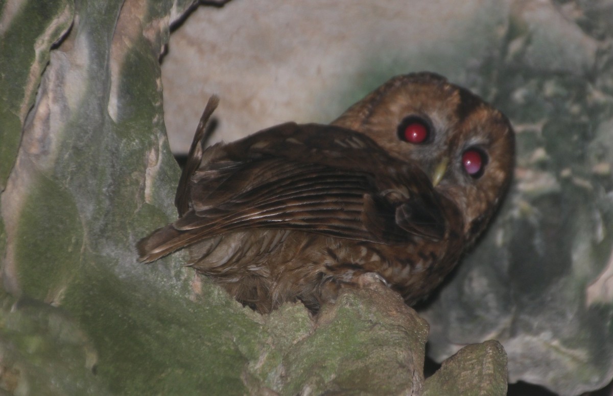 Tawny Owl - ML252206211