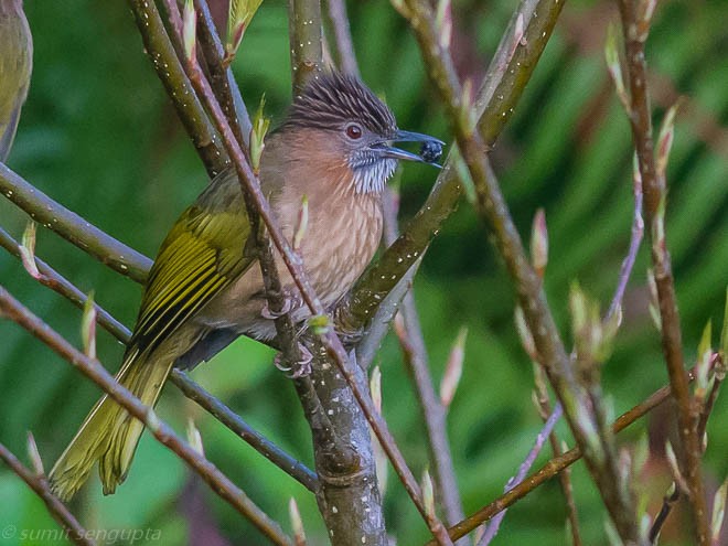 Mountain Bulbul - Sumit  Sengupta