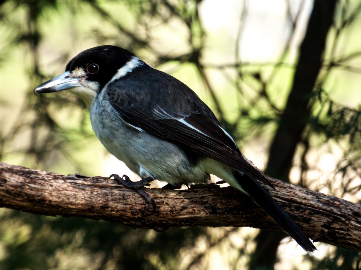 Gray Butcherbird - Alfons  Lawen