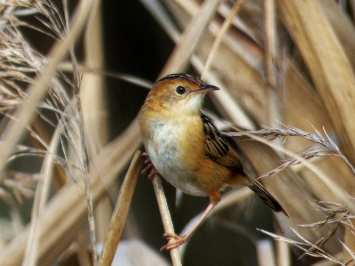 Golden-headed Cisticola - ML252207331