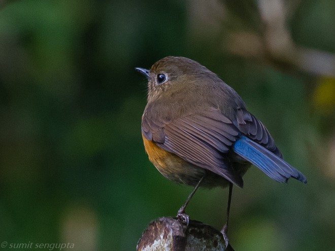 Himalayan Bluetail - Sumit  Sengupta