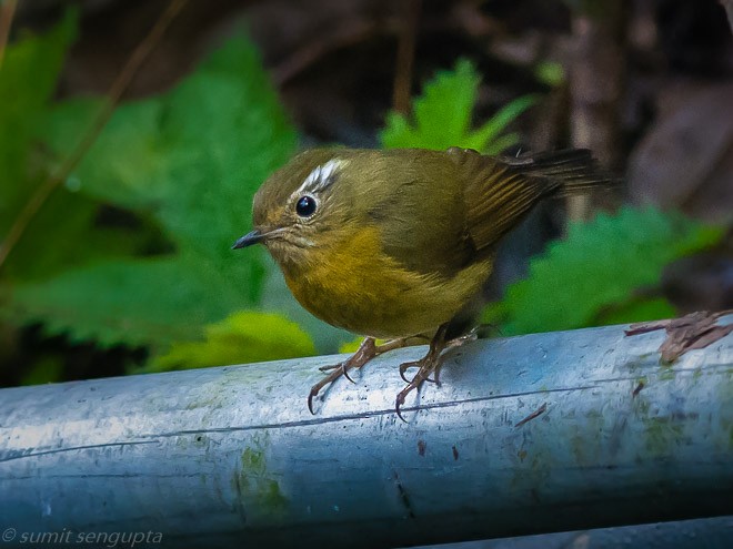 White-browed Bush-Robin - ML25220771