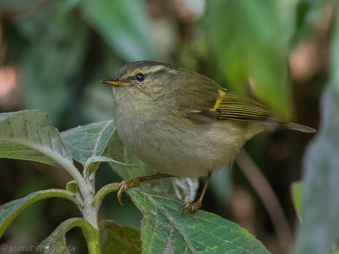 Buff-barred Warbler - ML25220801