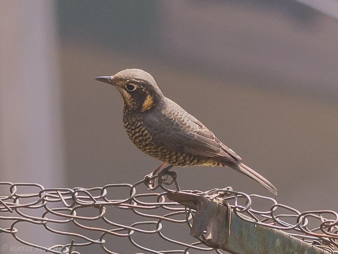 Chestnut-bellied Rock-Thrush - ML25220881