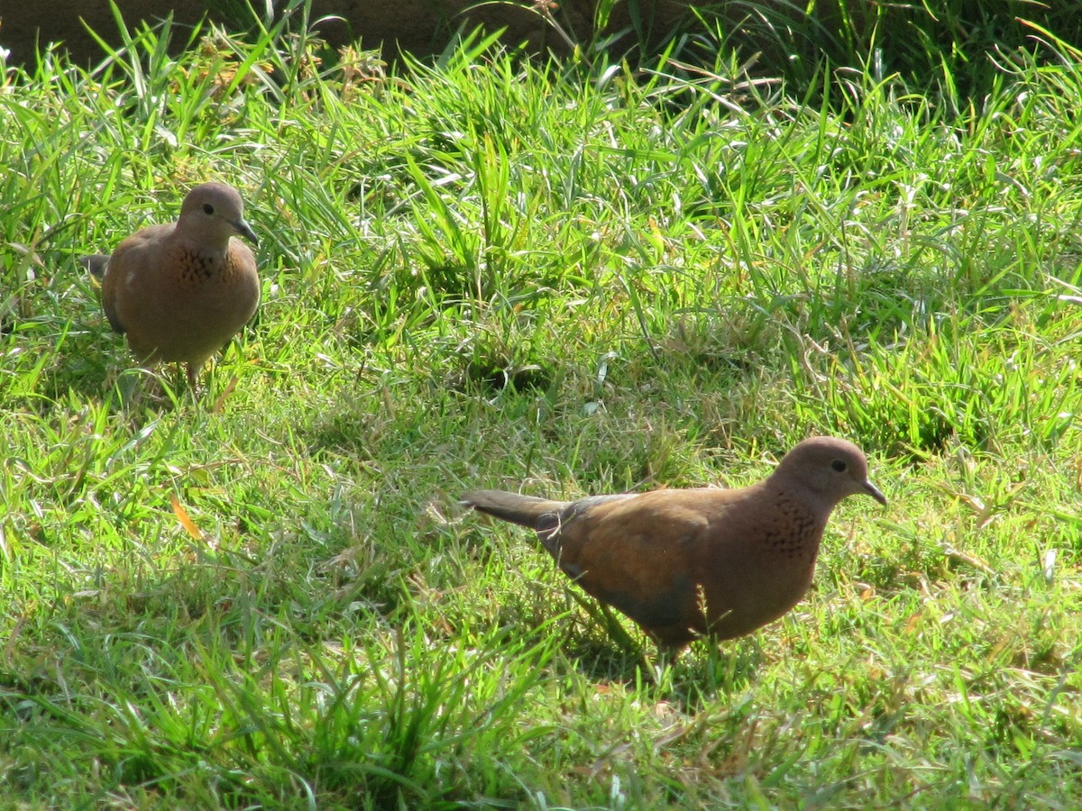 Laughing Dove - ML252208851