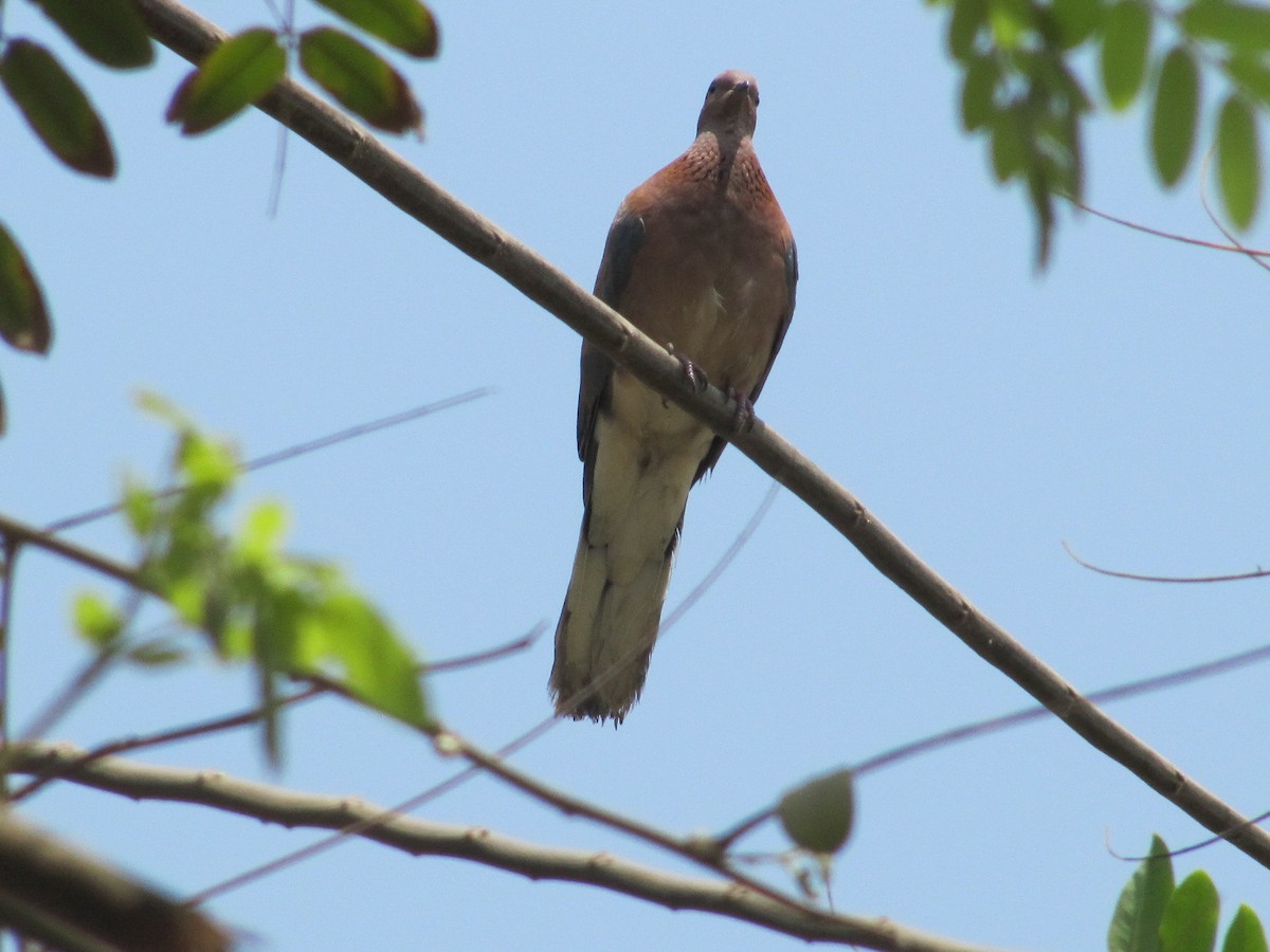 Laughing Dove - ML252208871